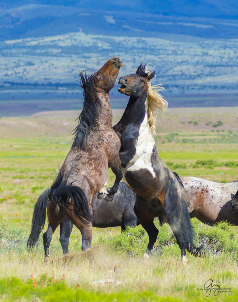 colt, dugway horses, foal, horse, horses, mare, mustangs, nature, Onaqui, Onaqui herd, onaqui horses, onaqui wild horses, pony express, pony express horses, stallion, utah, utah desert, west desert, wild horses, wild mustang, wild stallions, wildlife, wild horse photography, wild horse photographs, wildlife photography, nature photography, wild horse, Utah wild horses, wild horses Utah, wild horses in Utah, BLM controversy, BLM wild horses,