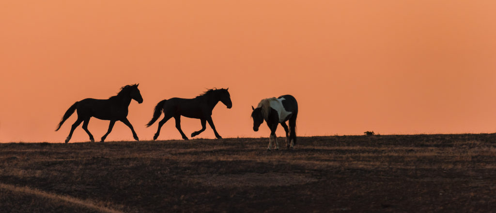 colt, dugway horses, foal, horse, horses, mare, mustangs, nature, Onaqui, Onaqui herd, onaqui horses, onaqui wild horses, pony express, pony express horses, stallion, utah, utah desert, west desert, wild horses, wild mustang, wild stallions, wildlife, wild horse photography, wild horse photographs, wildlife photography, nature photography, wild horse, Utah wild horses, wild horses Utah, wild horses in Utah, BLM controversy, BLM wild horses,