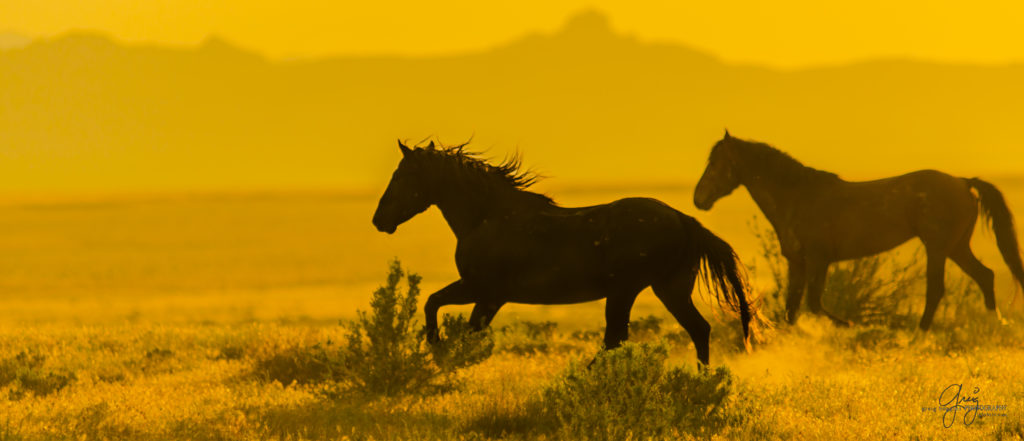 colt, dugway horses, foal, horse, horses, mare, mustangs, nature, Onaqui, Onaqui herd, onaqui horses, onaqui wild horses, pony express, pony express horses, stallion, utah, utah desert, west desert, wild horses, wild mustang, wild stallions, wildlife, wild horse photography, wild horse photographs, wildlife photography, nature photography, wild horse, Utah wild horses, wild horses Utah, wild horses in Utah, BLM controversy, BLM wild horses,