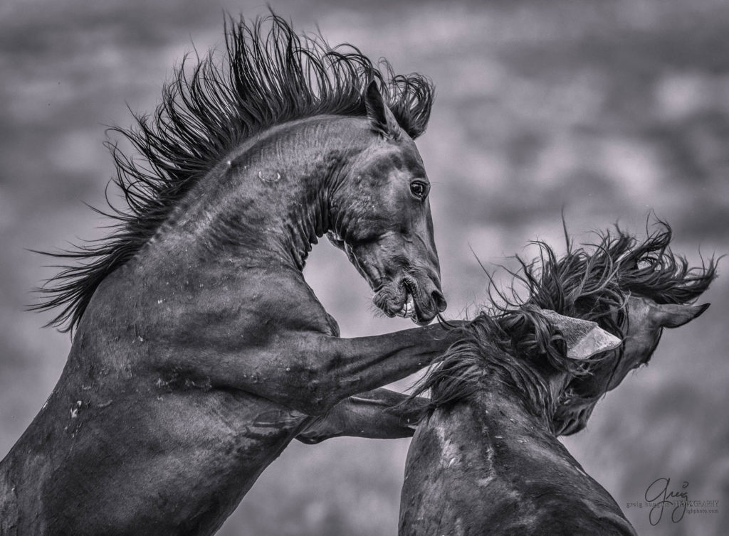 fierce fight between two wild horse stallions