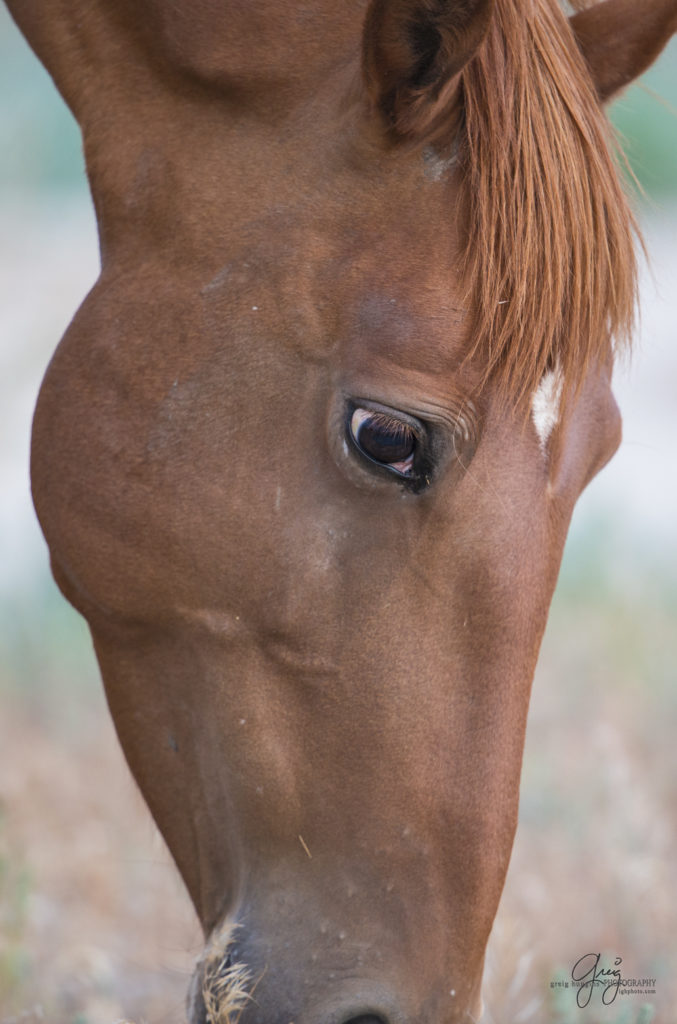 photography of wild horses, wild horse photography, wild horses, Onaqui, onaqui horses, wild horses utah, horses, horse photography, photographs of wild horses,