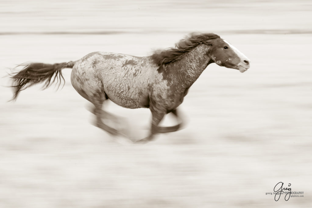 photography of wild horses, wild horse photography, wild horses, Onaqui, onaqui horses, wild horses utah, horses, horse photography, photographs of wild horses,