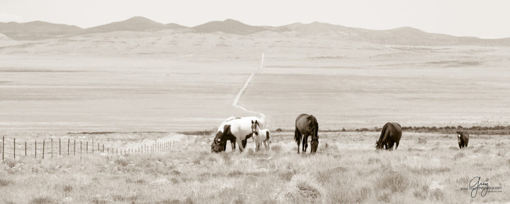 photography of wild horses, wild horse photography, wild horses, Onaqui, onaqui horses, wild horses utah, horses, horse photography, photographs of wild horses,