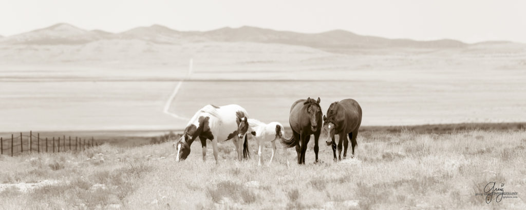 photography of wild horses, wild horse photography, wild horses, Onaqui, onaqui horses, wild horses utah, horses, horse photography, photographs of wild horses,