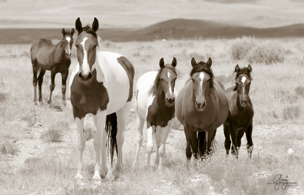 photography of wild horses, wild horse photography, wild horses, Onaqui, onaqui horses, wild horses utah, horses, horse photography, photographs of wild horses,