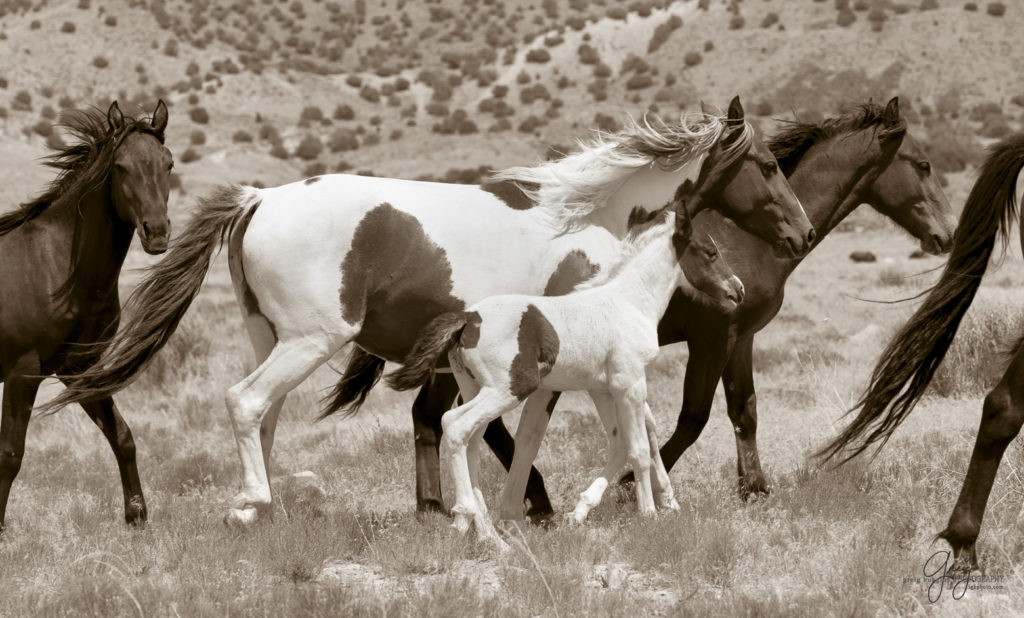 photography of wild horses, wild horse photography, wild horses, Onaqui, onaqui horses, wild horses utah, horses, horse photography, photographs of wild horses,