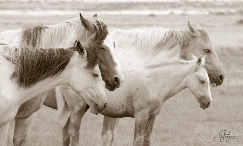 photography of wild horses, wild horse photography, wild horses, Onaqui, onaqui horses, wild horses utah, horses, horse photography, photographs of wild horses,