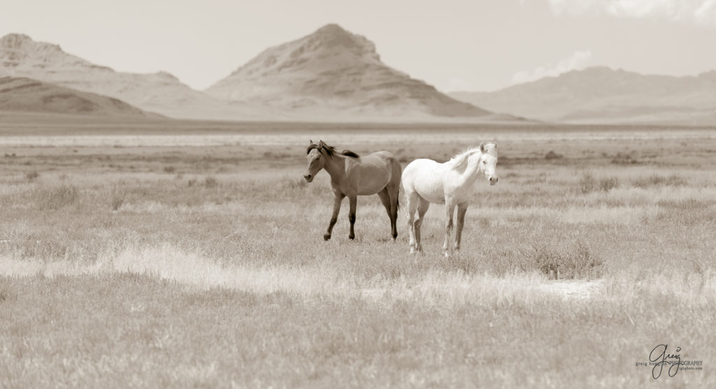 photography of wild horses, wild horse photography, wild horses, Onaqui, onaqui horses, wild horses utah, horses, horse photography, photographs of wild horses,