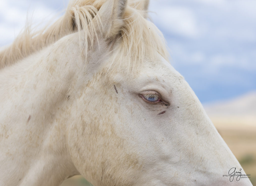 photography of wild horses, wild horse photography, wild horses, Onaqui, onaqui horses, wild horses utah, horses, horse photography, photographs of wild horses,