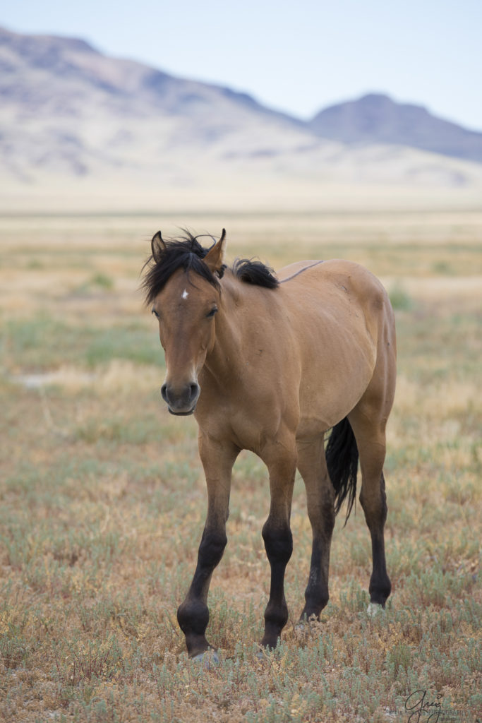 photography of wild horses, wild horse photography, wild horses, Onaqui, onaqui horses, wild horses utah, horses, horse photography, photographs of wild horses,