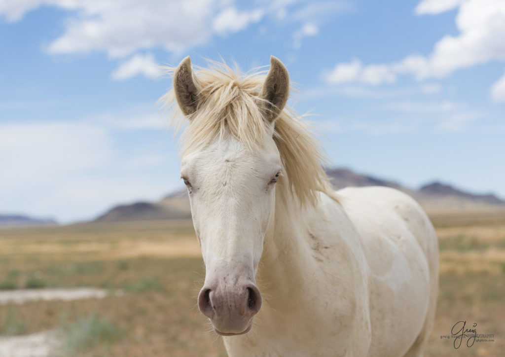 photography of wild horses, wild horse photography, wild horses, Onaqui, onaqui horses, wild horses utah, horses, horse photography, photographs of wild horses,