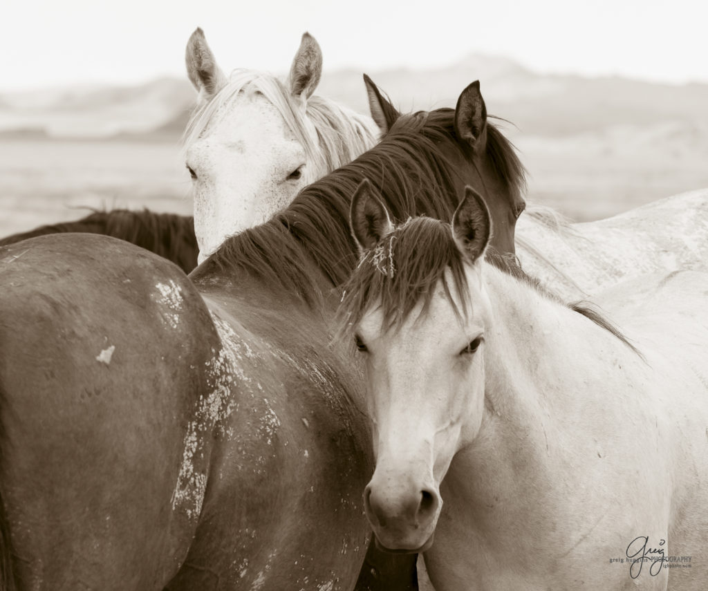 photography of wild horses, wild horse photography, wild horses, Onaqui, onaqui horses, wild horses utah, horses, horse photography, photographs of wild horses,