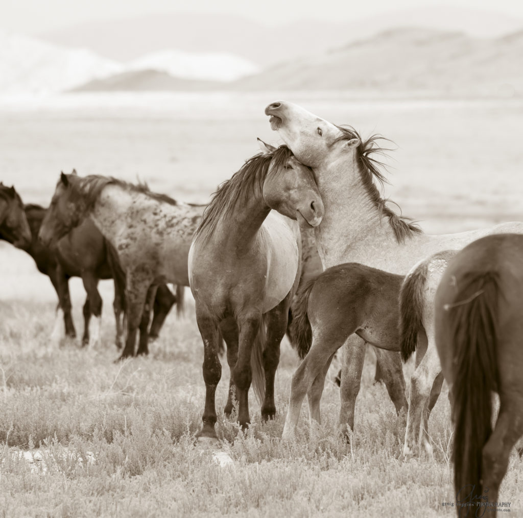 photography of wild horses, wild horse photography, wild horses, Onaqui, onaqui horses, wild horses utah, horses, horse photography, photographs of wild horses,