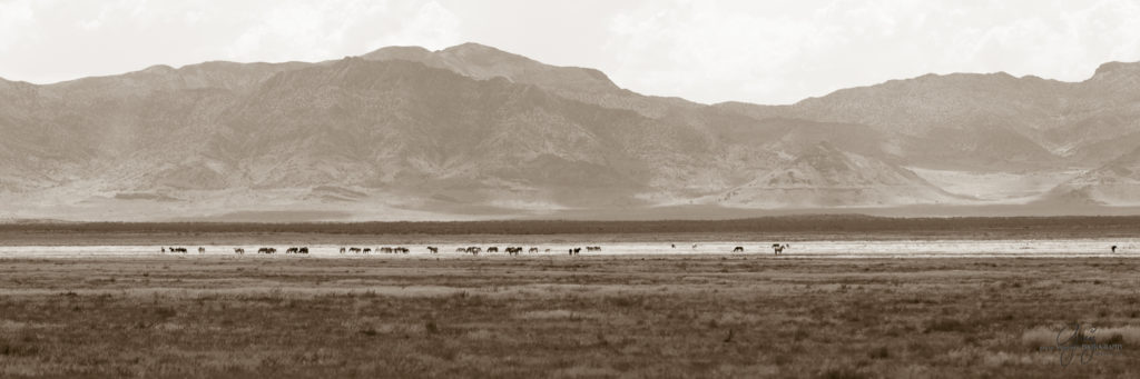 photography of wild horses, wild horse photography, wild horses, Onaqui, onaqui horses, wild horses utah, horses, horse photography, photographs of wild horses,