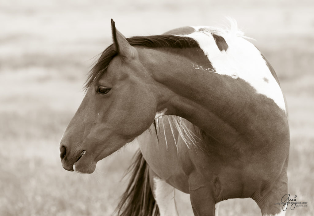 photography of wild horses, wild horse photography, wild horses, Onaqui, onaqui horses, wild horses utah, horses, horse photography, photographs of wild horses,