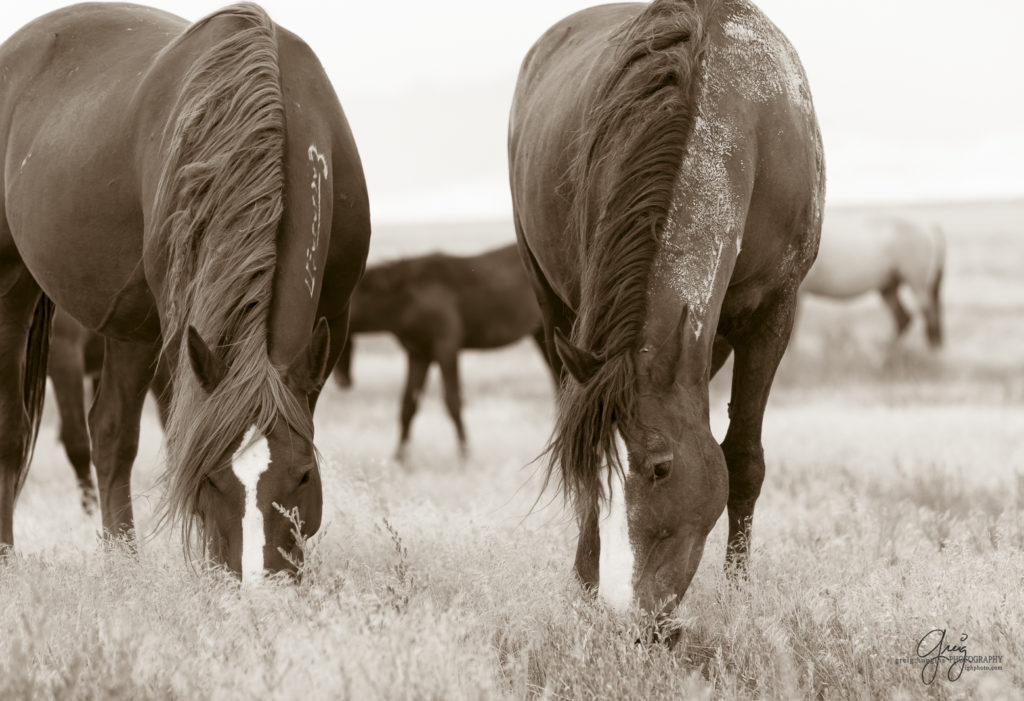 photography of wild horses, wild horse photography, wild horses, Onaqui, onaqui horses, wild horses utah, horses, horse photography, photographs of wild horses,