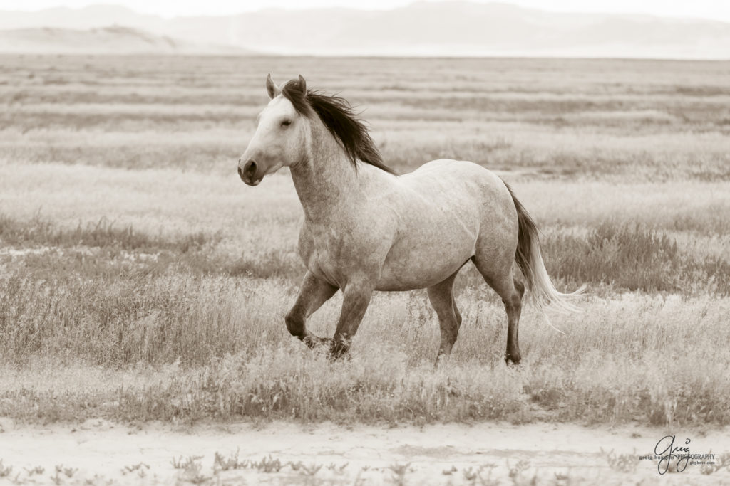 photography of wild horses, wild horse photography, wild horses, Onaqui, onaqui horses, wild horses utah, horses, horse photography, photographs of wild horses,