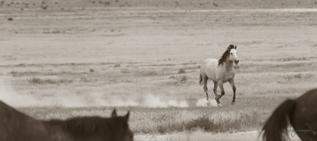 photography of wild horses, wild horse photography, wild horses, Onaqui, onaqui horses, wild horses utah, horses, horse photography, photographs of wild horses,