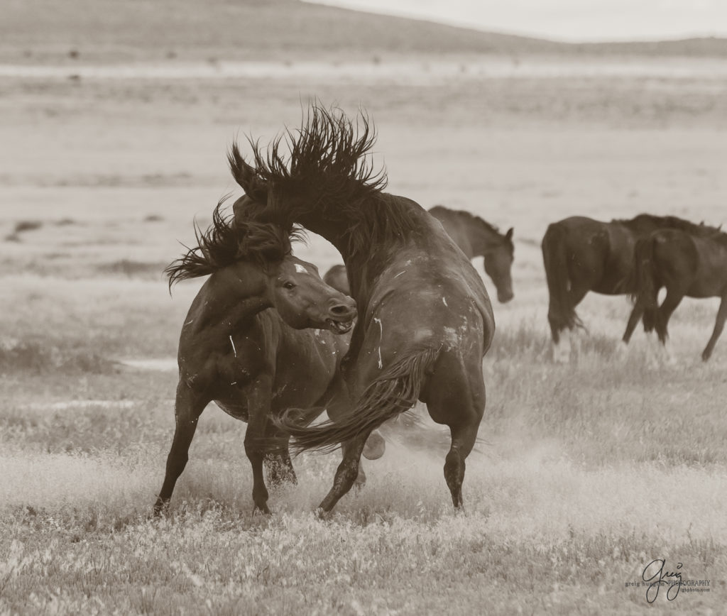 photography of wild horses, wild horse photography, wild horses, Onaqui, onaqui horses, wild horses utah, horses, horse photography, photographs of wild horses,