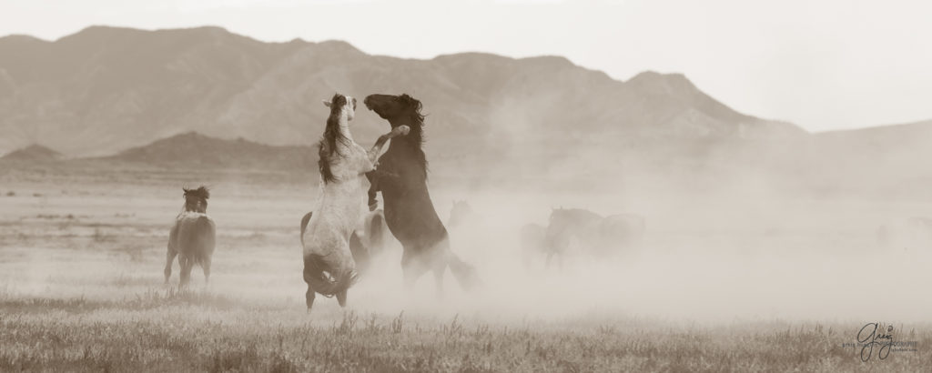 photography of wild horses, wild horse photography, wild horses, Onaqui, onaqui horses, wild horses utah, horses, horse photography, photographs of wild horses,