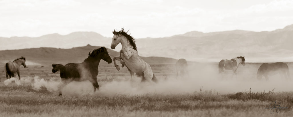 photography of wild horses, wild horse photography, wild horses, Onaqui, onaqui horses, wild horses utah, horses, horse photography, photographs of wild horses,