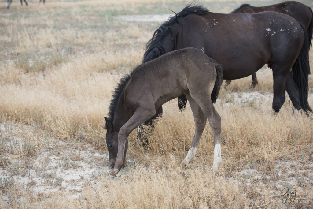 photography of a grey wild horse foal in utah's west desert onaqui herd