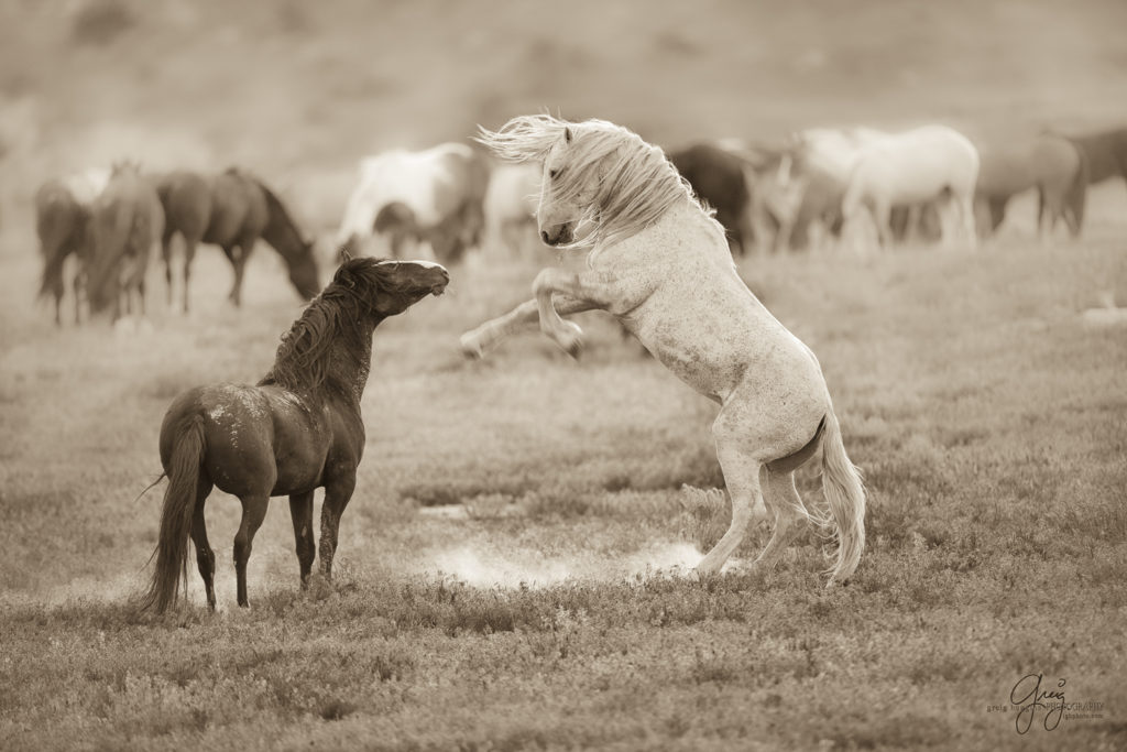 Wild Horse Photography, wild horse photographs, wild horses, Onaqui herd, wild horses utah, photography photography of wild horses