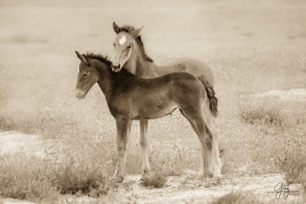 photography of wild horses two foals together wild horses in utah