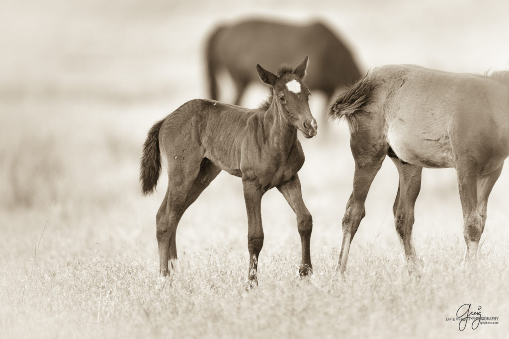 colt, dugway horses, foal, horse, horses, mare, mustangs, nature, Onaqui, Onaqui herd, onaqui horses, onaqui wild horses, pony express, pony express horses, stallion, utah, utah desert, west desert, wild horses, wild mustang, wild stallions, wildlife, wild horse photography, wild horse photographs, wildlife photography, nature photography, wild horse, Utah wild horses, wild horses Utah, wild horses in Utah, BLM controversy, BLM wild horses,