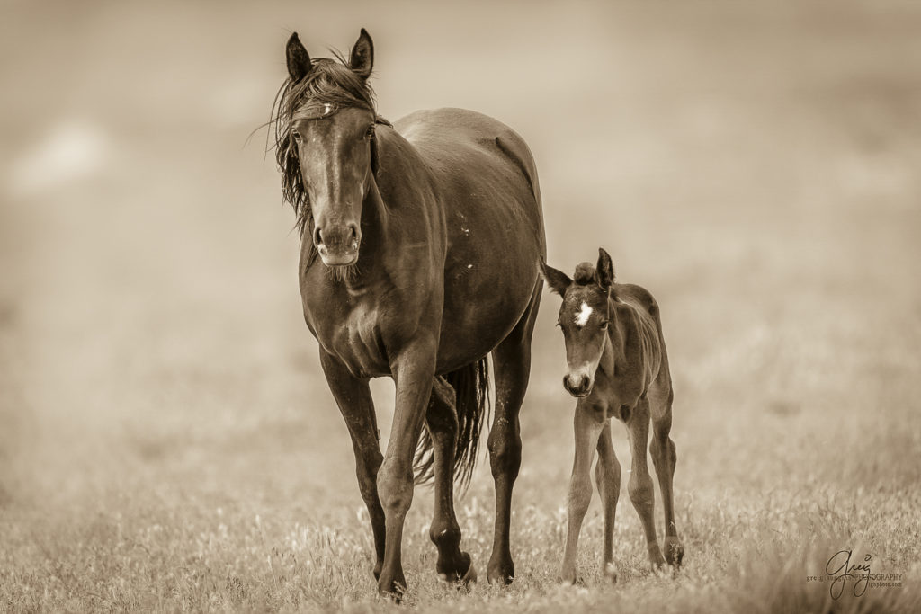 photography of a wild horse foal with its mother in utah's west desert onaqui herd