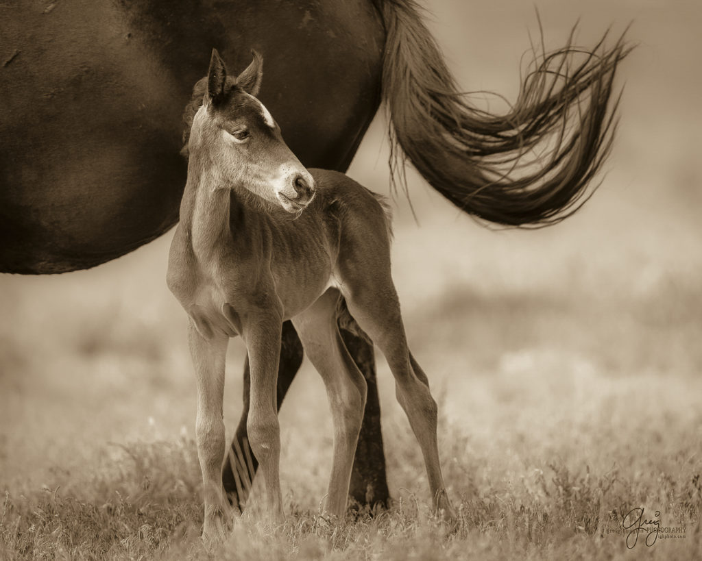 New Foal with wild horse herd in Utah onaqui herd