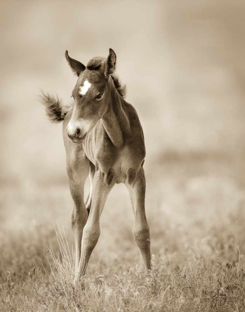 photography of a wild horse foal in utah's west desert onaqui herd
