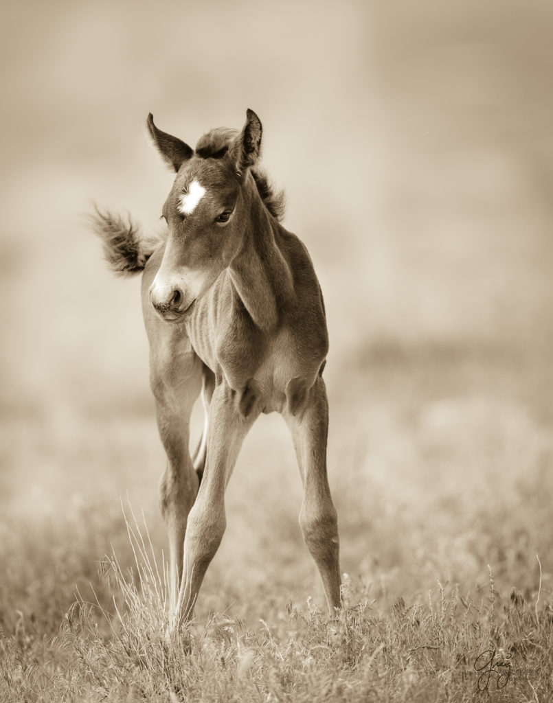 photography of a wild horse foal in utah&#039;s west desert onaqui herd