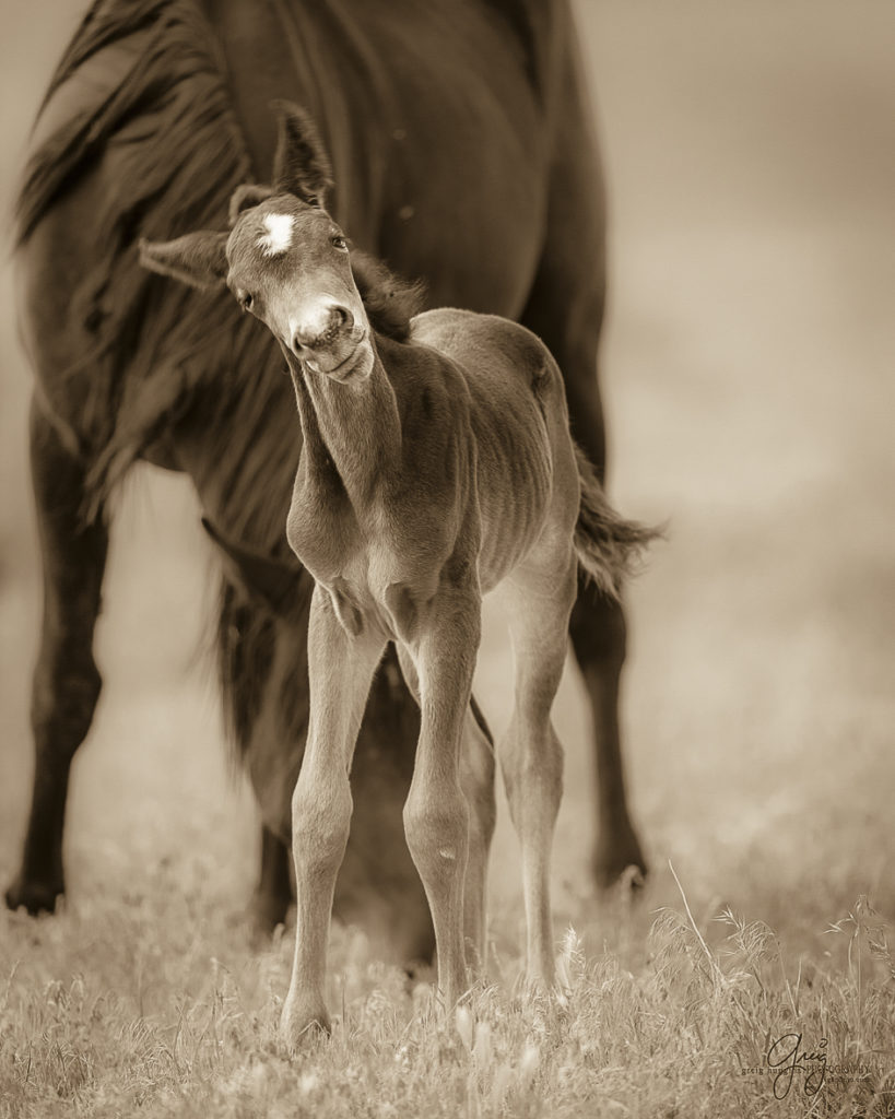 photography of a wild horse foal looking very curious in utah's west desert onaqui herd