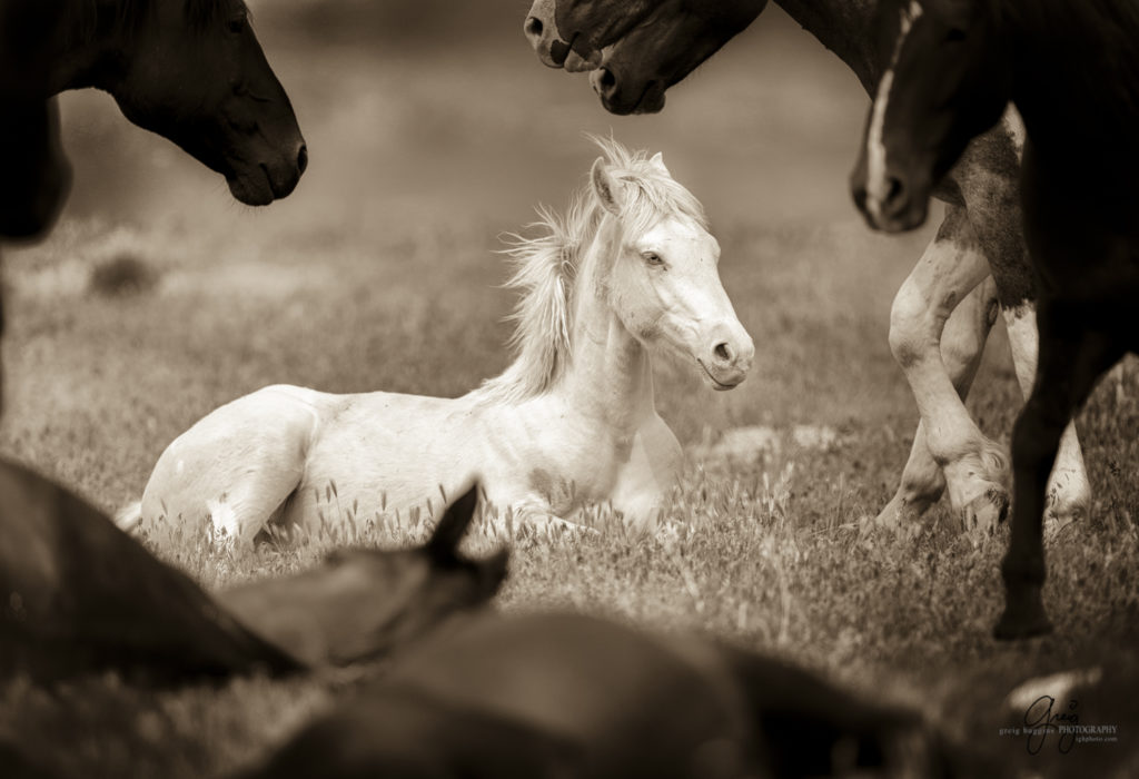 photography of a wild horse foal surrounded by herd in utah's west desert onaqui herd