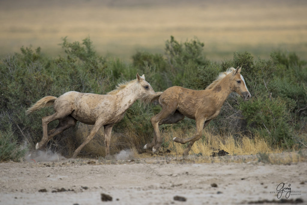 photography of two foals from onaqui herd of wild horses in Utah's west desert