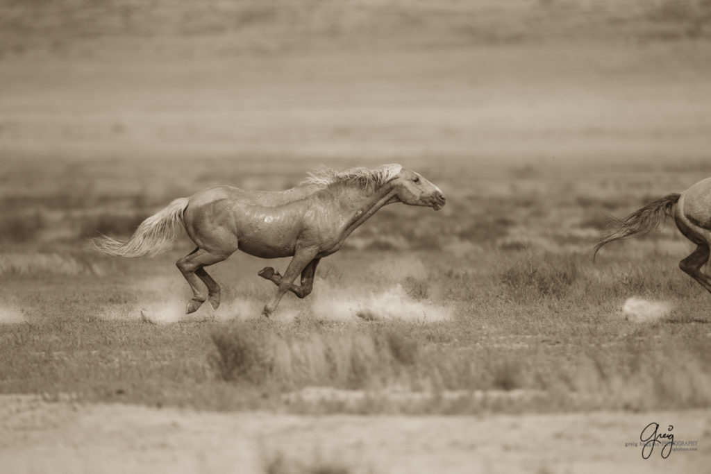 Utah Wild Horses - Onaqui Herd - Black & White Toned - Photography of ...