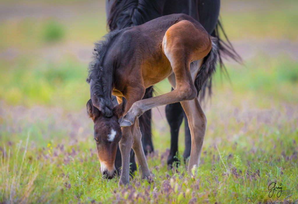 photography of a wild horse foal scratching in utah's west desert onaqui herd