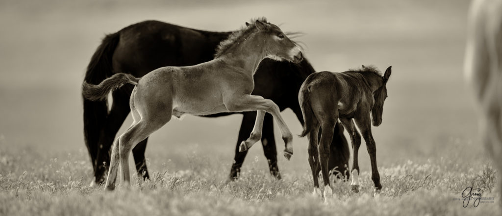 photography of a wild horse foal jumping in utah's west desert onaqui herd