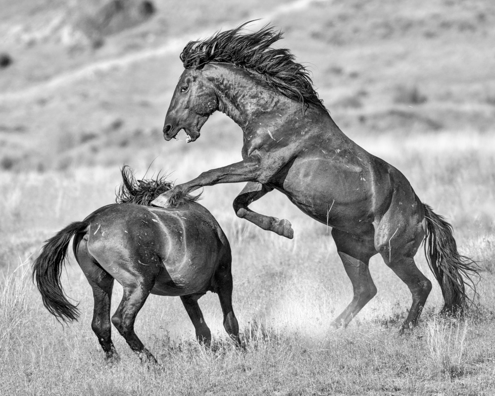 black and white photography of two wild horse mustangs fighting in Utah's West Desert  