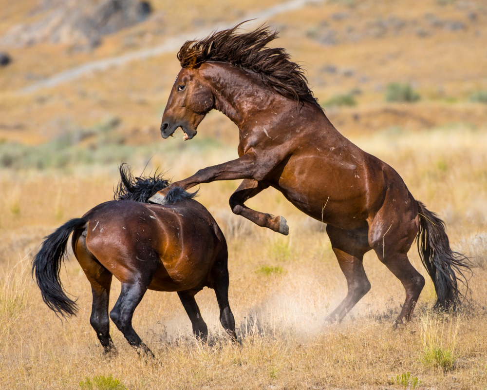 photography of two wild horse mustangs fighting in Utah's West Desert  