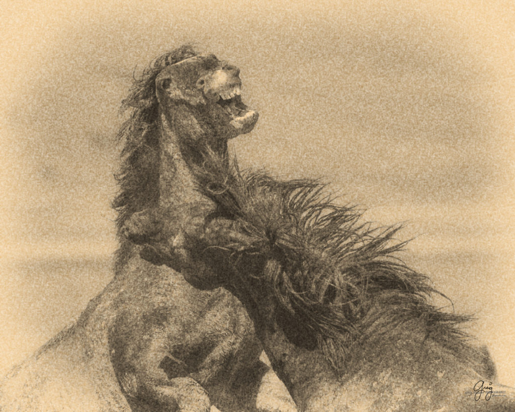 Photography of two wild horse mustangs fighting in Utah's West Desert 
