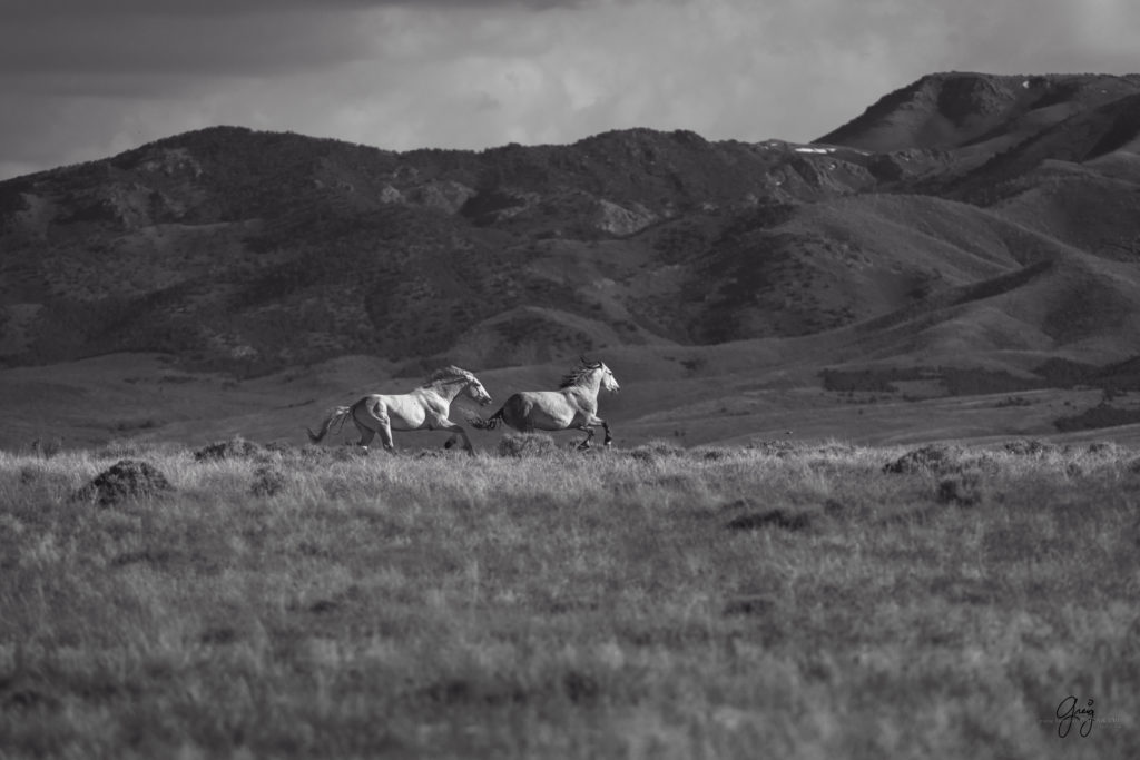 Home - Photography of Wild Horses - Onaqui Herd