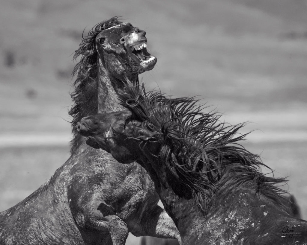 Photography of two wild horse mustangs fighting in Utah's West Desert 