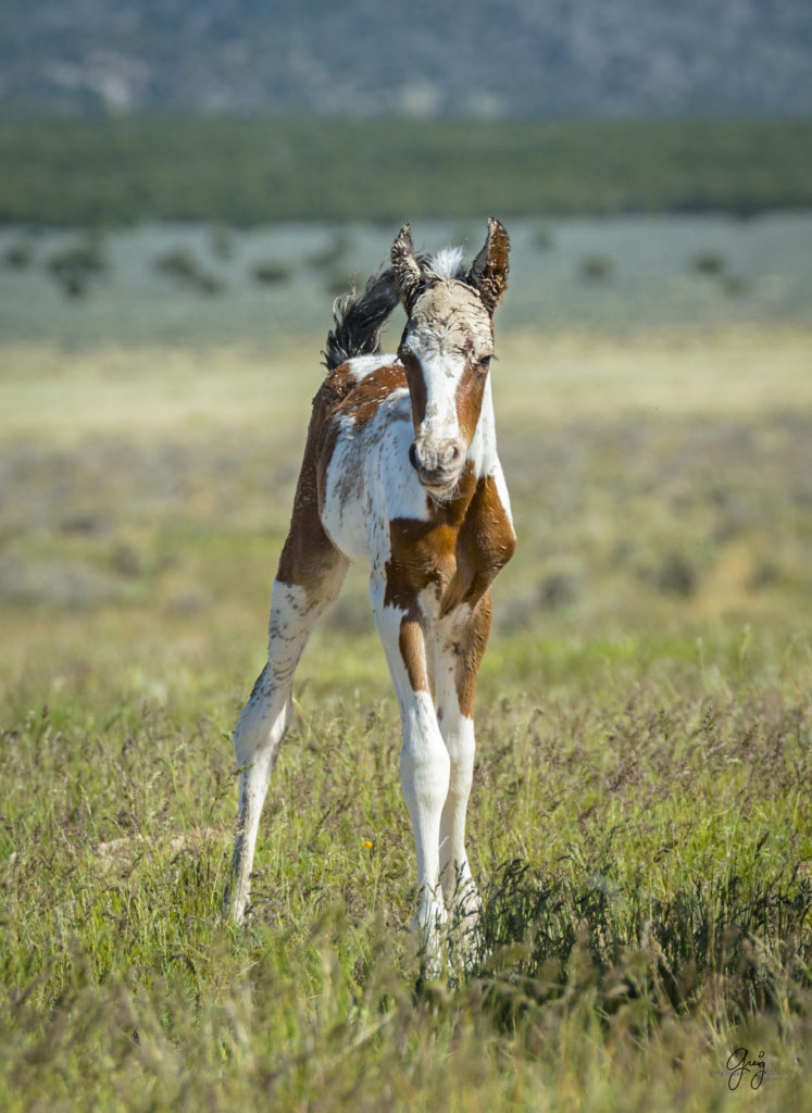 Photograph of newborn wild horse foal covered with mud from mare