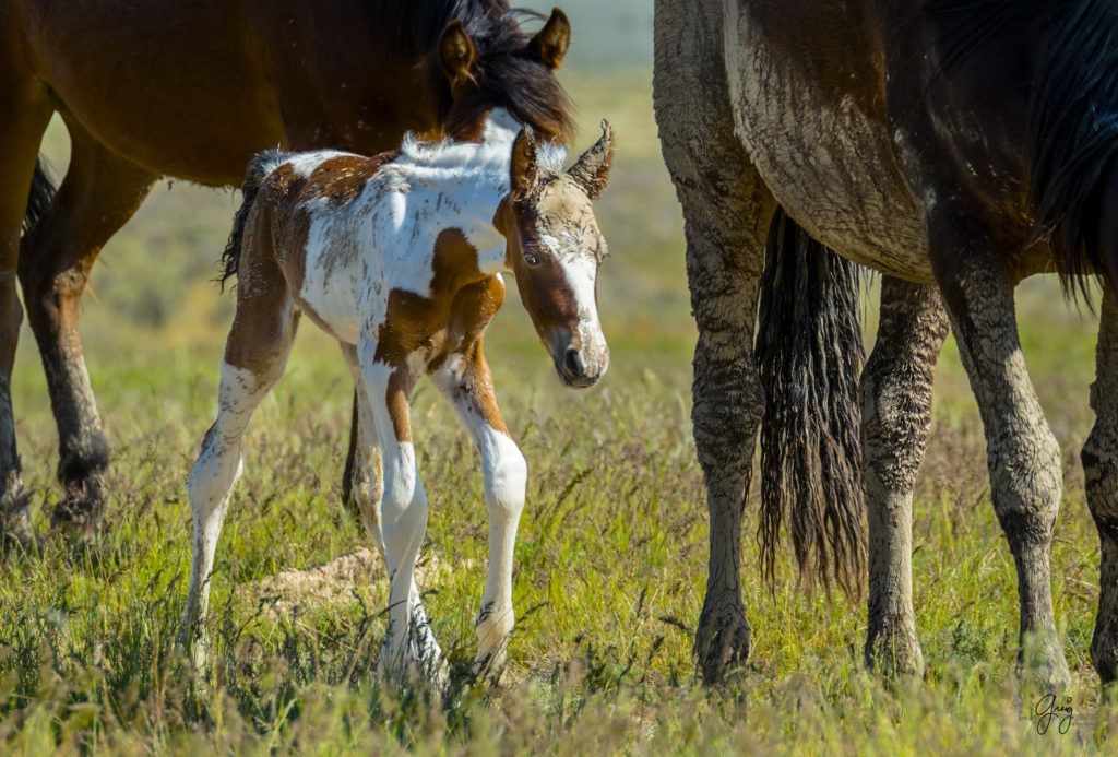 Photograph of newborn wild horse foal covered with mud from mare