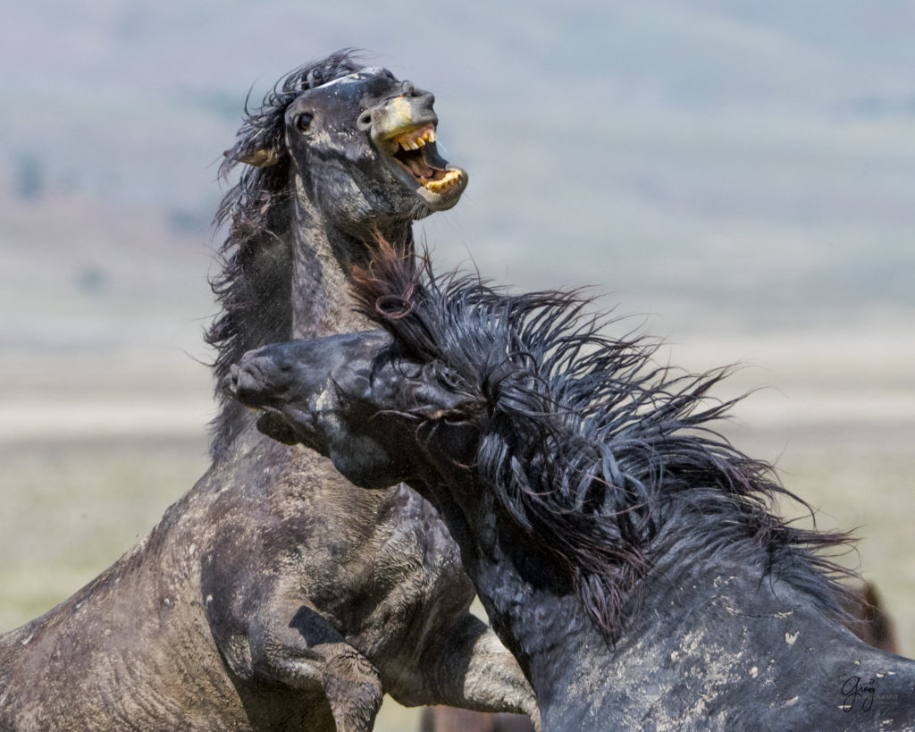 fight between two wild horses