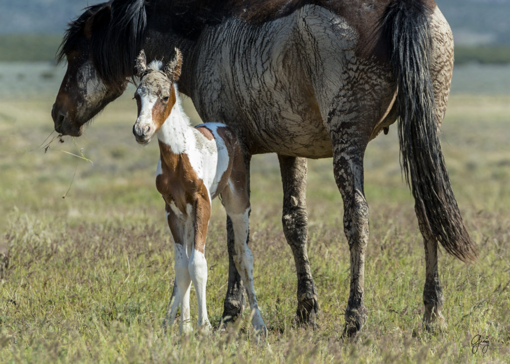 Photograph of newborn wild horse foal covered with mud from mare