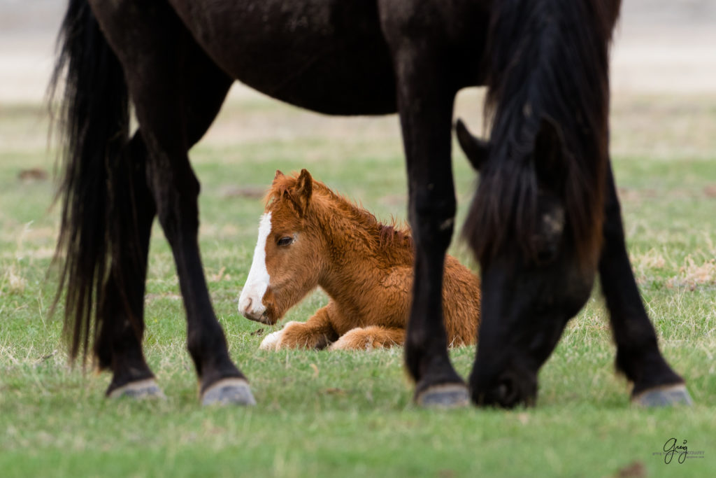 wild horse foal born in Utah's west desert onaqui herd