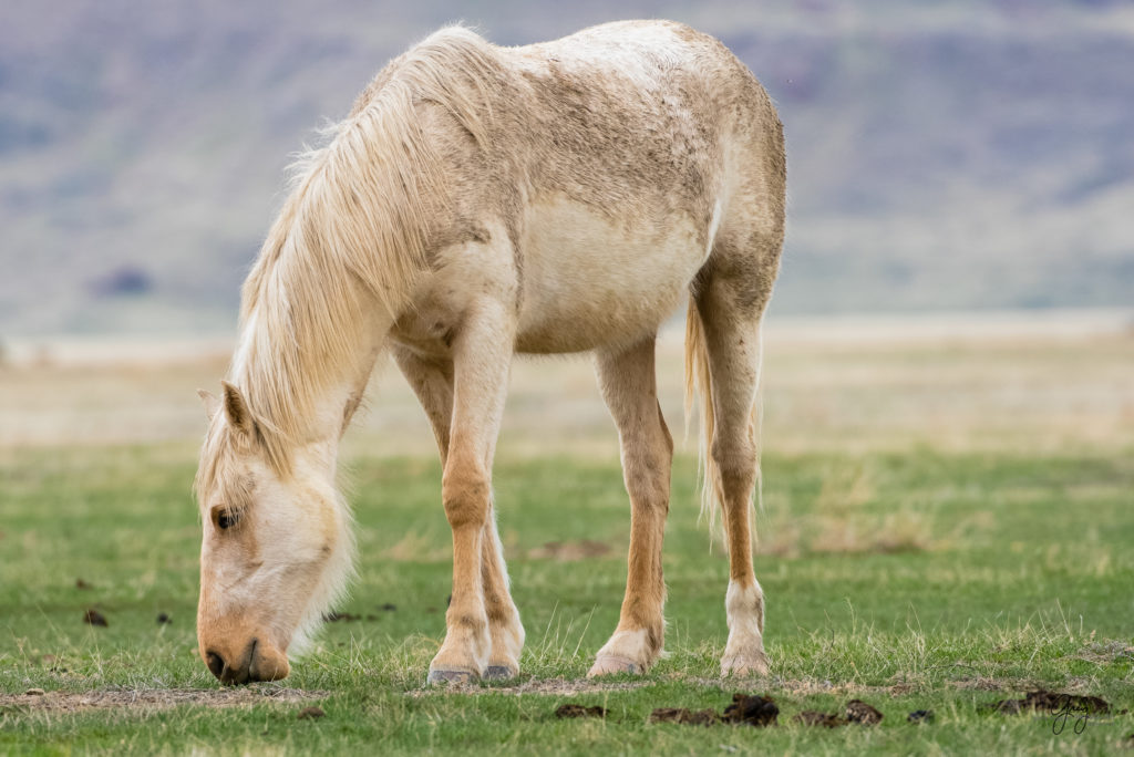 two year old colt in winter fur wild horses in utah